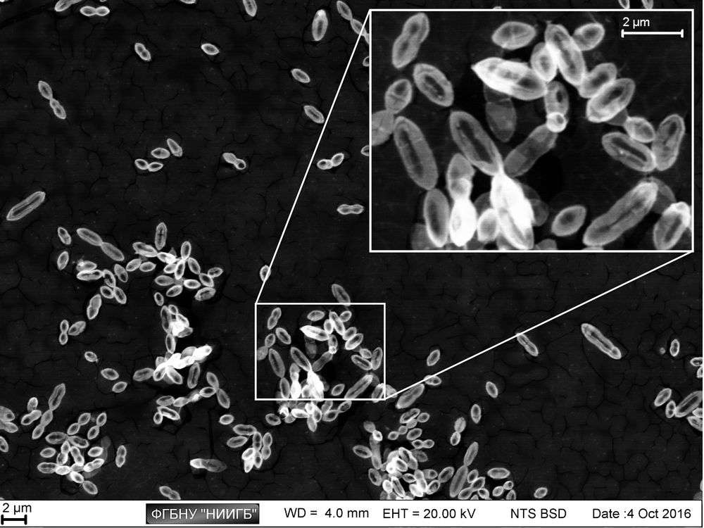Staphylococcus pneumoniae colony on laboratory plastic:
the cells in the different division stages are visible (BioREE-B set, SEM image, BSE mode)