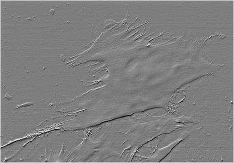 Cell surface microrelief 